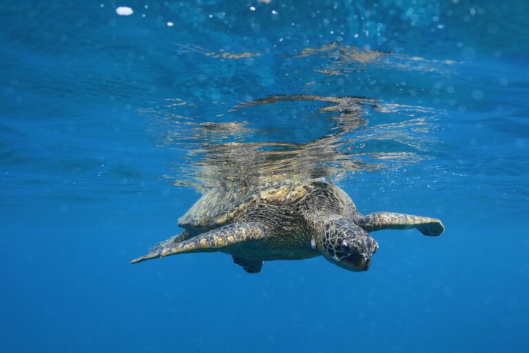 Read more about the article Oahu Turtle Snorkeling Tour in Waikiki Turtle Canyon: Free Turtle Trolley + 15% OFF