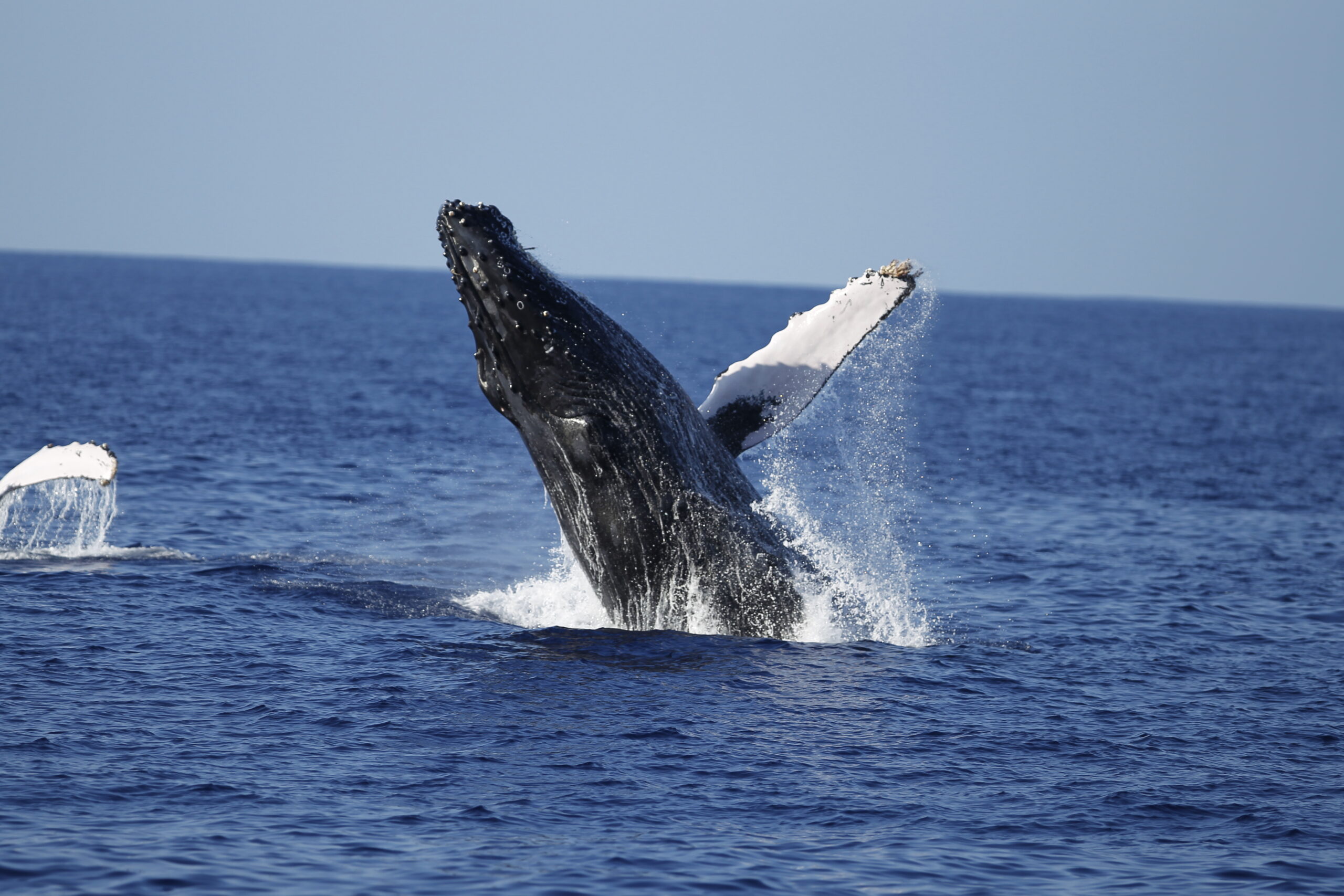 You are currently viewing Oahu Humpback Whales Watching Tour: Free Turtle Trolley + 10% OFF