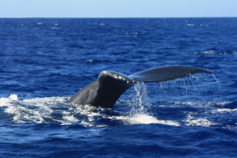 Read more about the article Hawaii Whale Season with Waikiki Turtle Trolley: Your Ultimate Guide to Humpback Whale Watching Adventures!