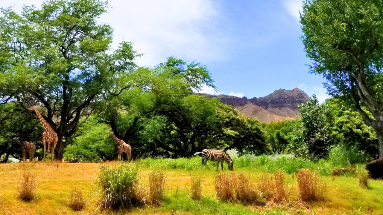 Read more about the article ホノルル動物園限定！ダイアモンドヘッドとアフリカの動物の不思議な組み合わせ。