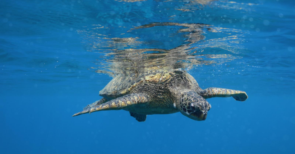 Waikiki Turtle Canyon