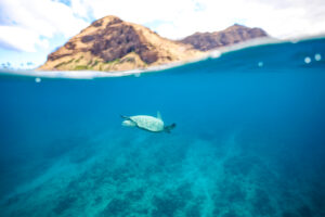 honu in hawaii