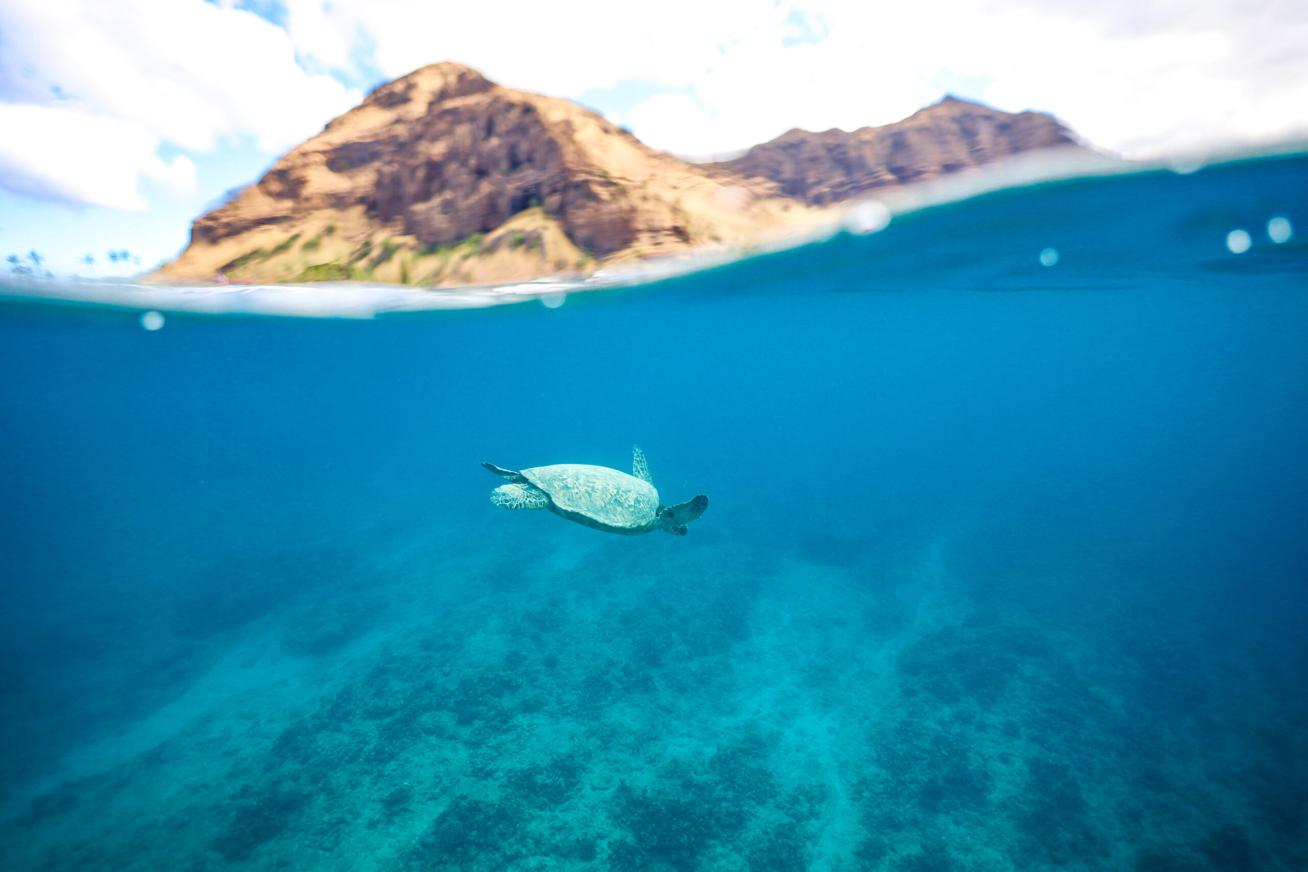 Read more about the article The Legends of Honu in Hawaii Culture