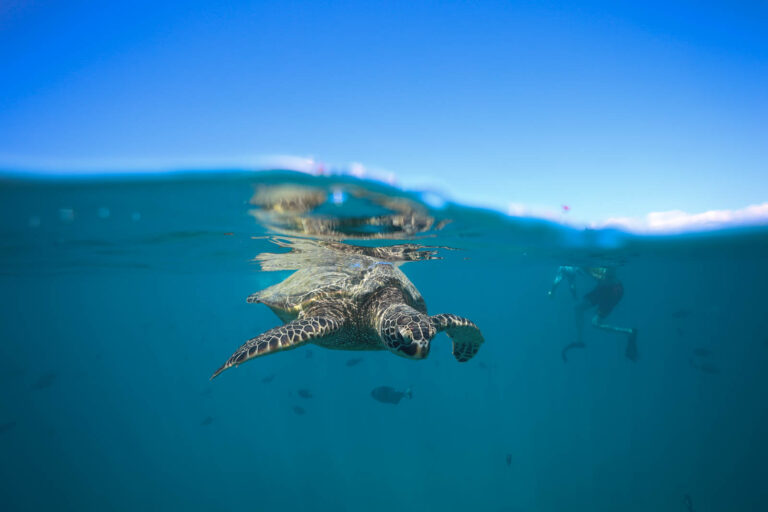 Read more about the article The Anatomy of a Turtle: Head and Its Senses