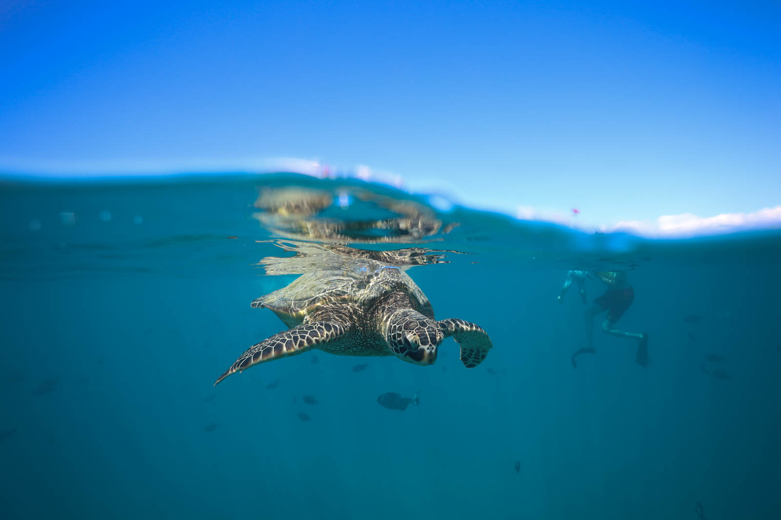 You are currently viewing The Anatomy of a Turtle: Head and Its Senses