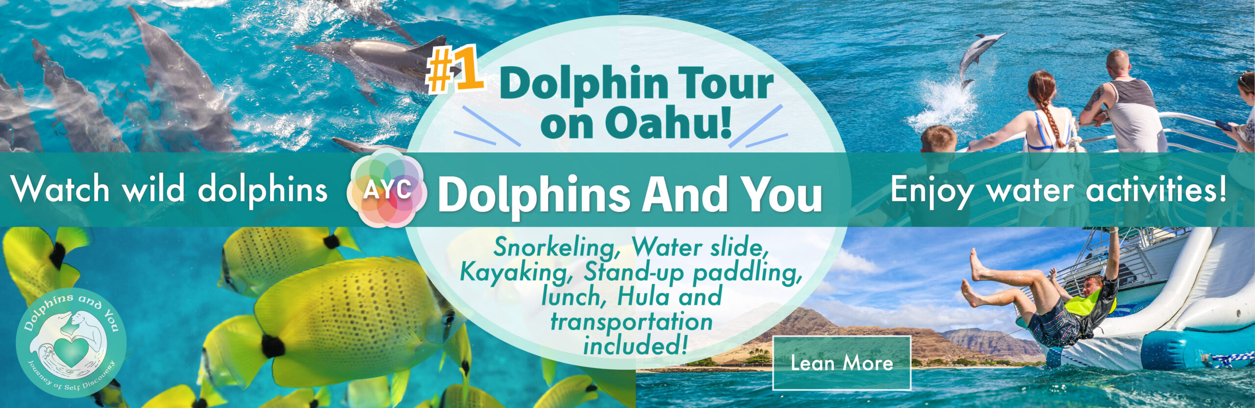 dolphin watching banner