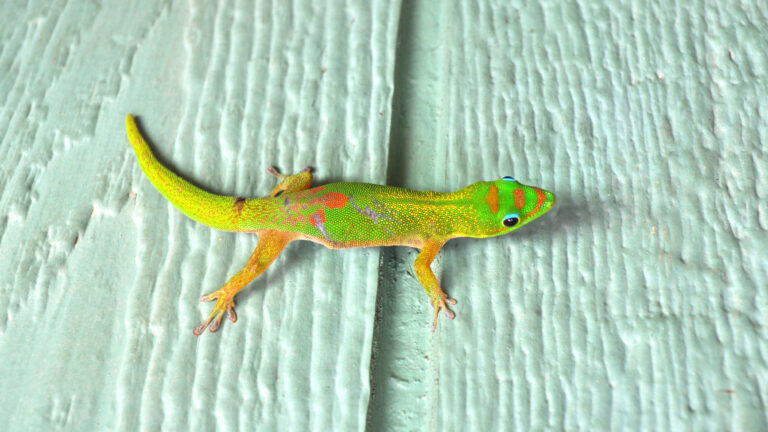 Read more about the article カフェでランチしてたら、カラフルなGeckoゲコが遊びにきたよ♪