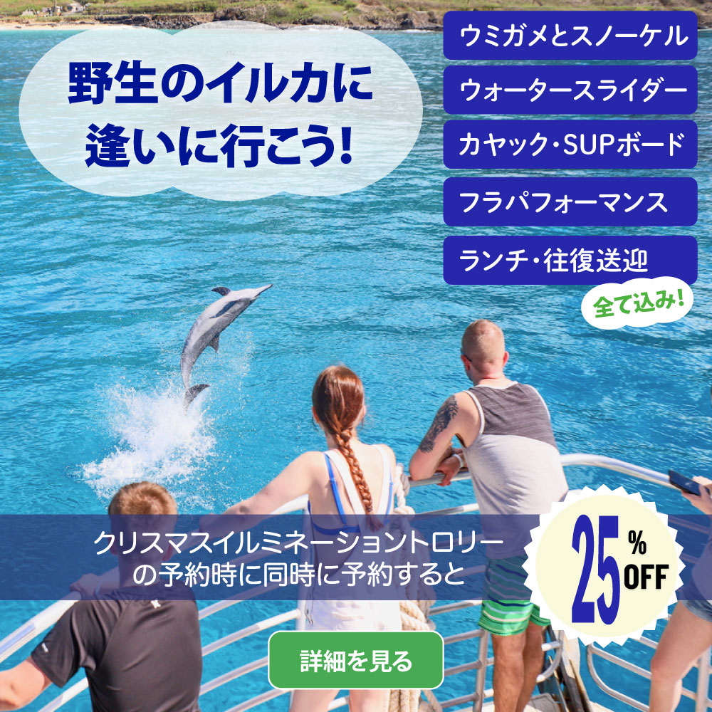 野生のイルカウォッチングツアー